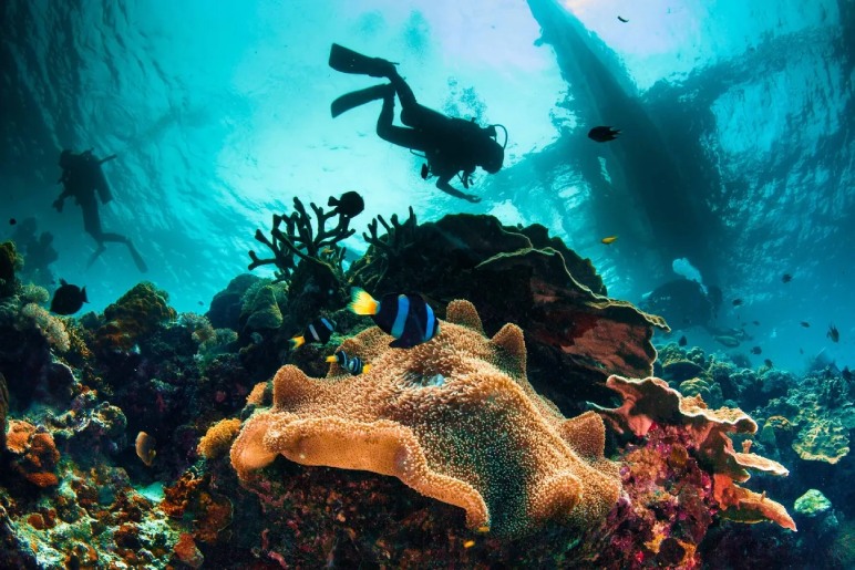 Snorkeling In Singapore